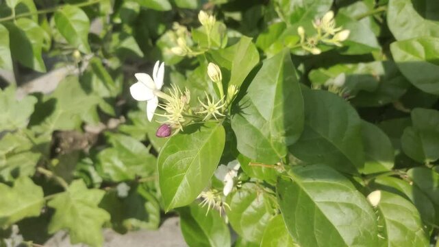 An old woman's hand picking white jasmine or Jasminum sambac flowers in the garden.