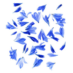Cornflower petals on a white background