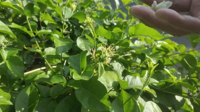 An old woman's hand picking white jasmine or Jasminum sambac flowers in the garden.