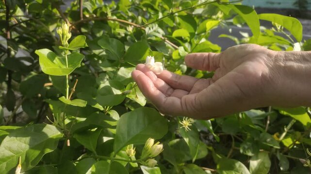 An old woman's hand picking white jasmine or Jasminum sambac flowers in the garden.