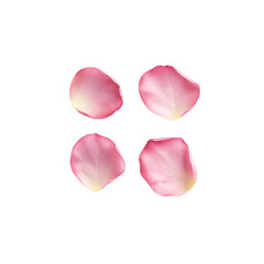 Set of pink rose petals on white background
