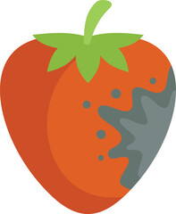 Red strawberry is becoming rotten with mold growing on it
