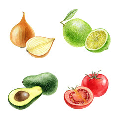 watercolor drawing vegetables, onion bulb, lime, tomato and avocado isolated at white background, hand drawn illustration