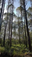 Obraz premium A forest with tall trees and a bright sunny day