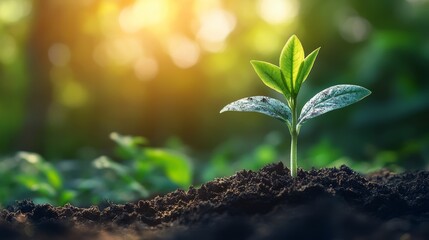 Fototapeta premium Green Plant Sprout Growing in Soil New Life Growth Concept Nature Background