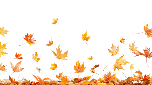 Photo of a Falling Dry Maple Leaf