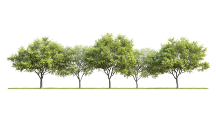 Isolated green tree on a white background showcasing nature's beauty