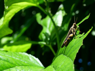 Bombay locust ( Patanga succincta ) is biting and eating green leaf on tree plant, Grasshopper as agricultural pest