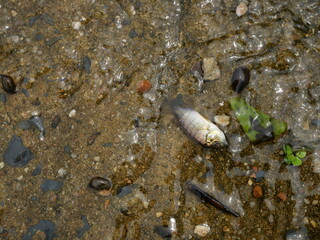 Blackchin tilapia fish in clear flowing water, Alien species of fish in Thailand