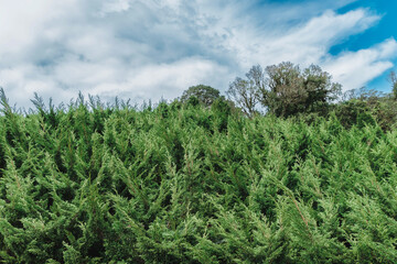 Pine trees on the mountaintop with clear sky and clouds