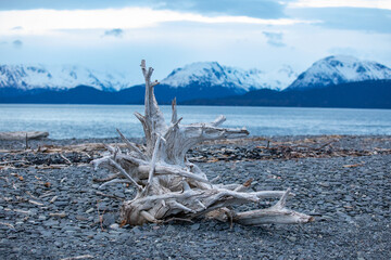driftwood on the beach