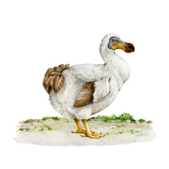 Dodo bird standing on the ground. Watercolor vintage style illustration. Hand drawn extinct flightless bird. Raphus cucullatus avian. Dodo standing side view isolated on white background © anitapol