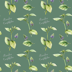 Psoralea corylifolia plant seamless pattern. Watercolor vintage style illustration. Hand drawn organic heathy Bakuchiol herb natural retinol element. Psoralea medicinal plant seamless pattern