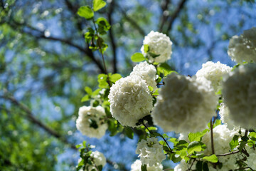 blossoming tree in spring