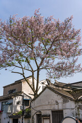 cherry blossom in japan