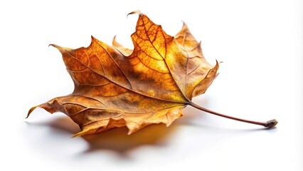 Close-up of falling leaf against white background