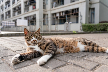 funny portrait of chinese lihua cat 
