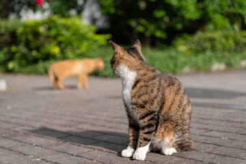 portrait of chinese lihua cat 