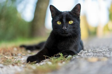 Close-up shot of a black cat with yellow eyes lying on the ground in a natural outdoor setting
