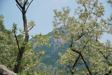 tree branches against blue sky