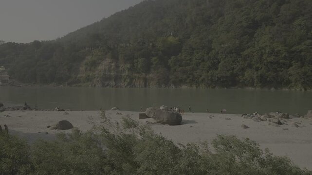 Local and tourists people enjoying a sunny day in the Ganga river wit cows in Rishikesh India contaminated water