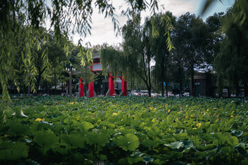 A scene of lotus leaves, trees, and red structures in a park, showcasing natural greenery and outdoor elements.