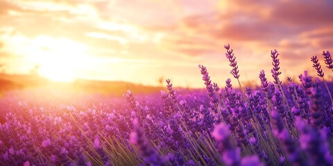 Golden Hour in a Lavender Field - Captivating Landscape with Rows of Blooming Lavender Under a Soft Sunset Glow