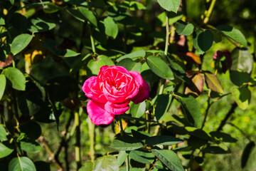 前橋バラ園　秋の薔薇の花