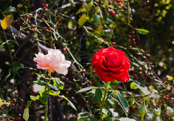前橋バラ園　秋の薔薇の花