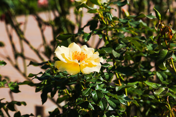 前橋バラ園　秋の薔薇の花
