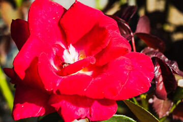 前橋バラ園　秋の薔薇の花