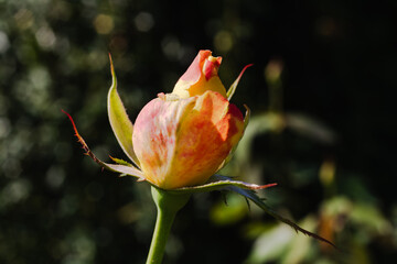 前橋バラ園　秋の薔薇の花