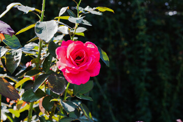 Obraz premium 前橋バラ園 秋の薔薇の花