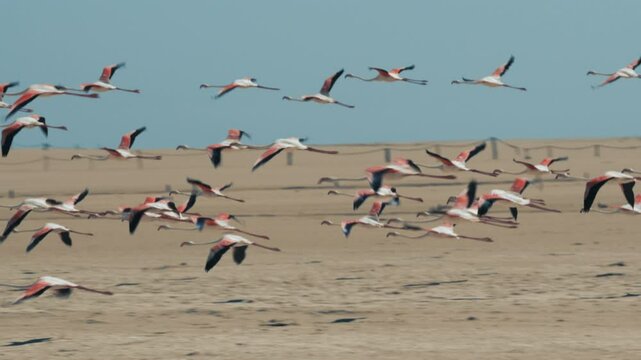 A group of flamingos flying in slow motion on a sunny day in Namibia, Africa