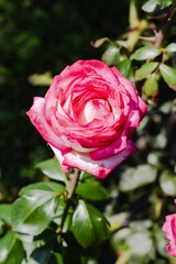 前橋バラ園　秋の薔薇の花