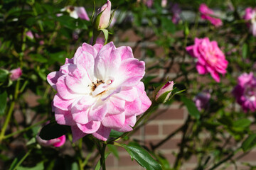 前橋バラ園　秋の薔薇の花
