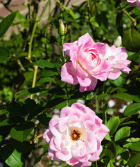 前橋バラ園　秋の薔薇の花