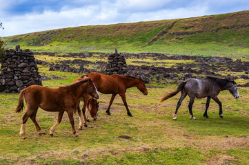 Free roaming wild horses walking in springtime near the stone ruins of Rapa Nui ancient houses and ruins on Easter Island in the meadows beneath the volcano Ranu a Raraku a Unesco World Heritage Site 