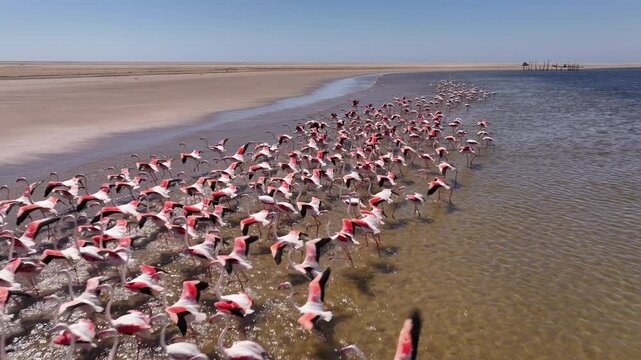 Aerial drone view of some flamingos flying in a lake in Namibia, Africa