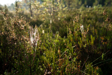 Common heather (Calluna vulgaris) branches covered in cobwebs