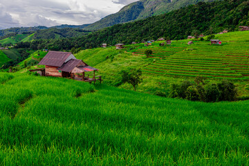 Obraz premium The close background of the green rice fields, the seedlings that are growing, are seen in rural areas as the main occupation of rice farmers who grow rice for sale or living.