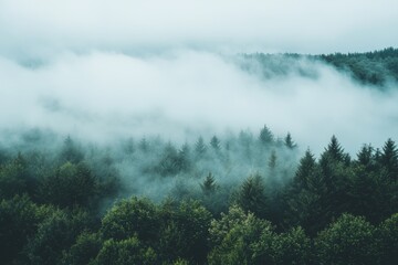 Thick White Fog Background in Nature