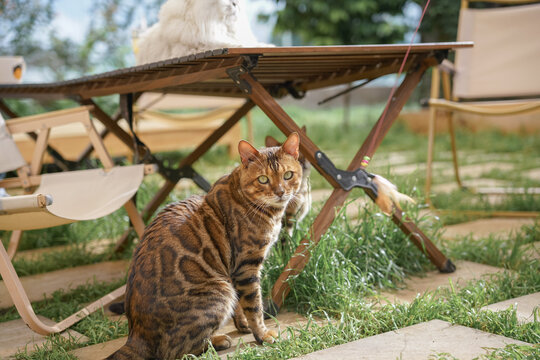 bengal tiger cat in the bar