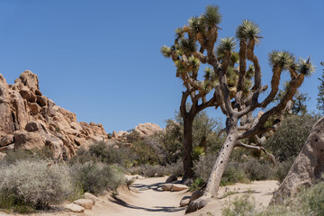 Joshua Trees in a Desert, Joshua Tree National Park, USA, California