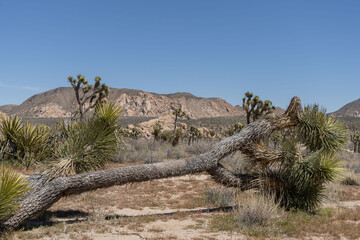 Joshua Trees in a Desert, Joshua Tree National Park, USA, California