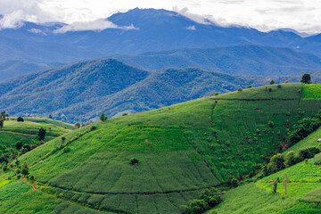 Fototapeta premium The close background of the green rice fields, the seedlings that are growing, are seen in rural areas as the main occupation of rice farmers who grow rice for sale or living.
