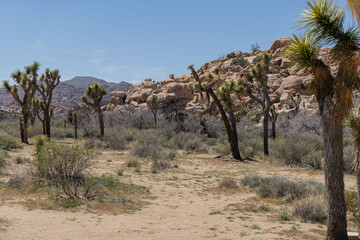 Joshua Trees in a Desert, Joshua Tree National Park, USA, California