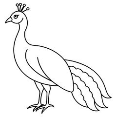  Peafowl line art vector illustration  