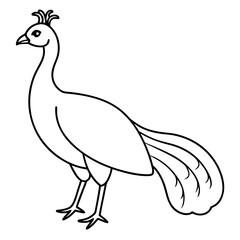  Peafowl line art vector illustration