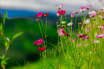 The close background of the green rice fields, the seedlings that are growing, are seen in rural areas as the main occupation of rice farmers who grow rice for sale or living.